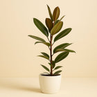 Ficus America Tresor - 75cm in einem modernen Studio mit modernem Topf