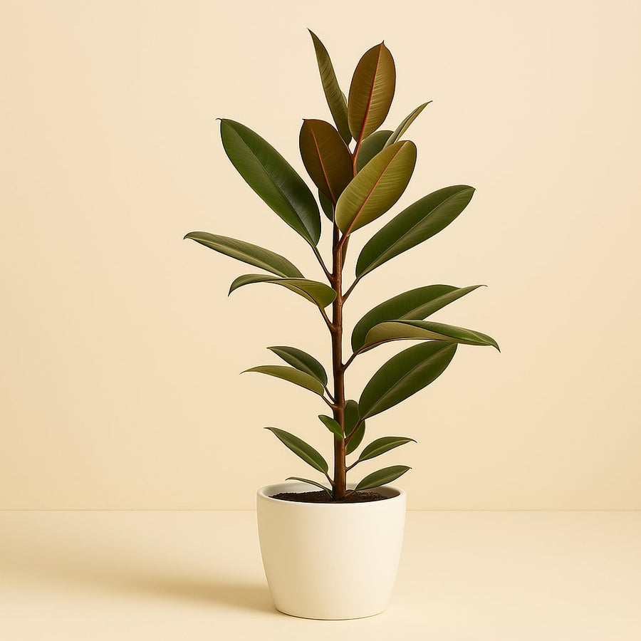 Ficus America Tresor - 75cm in einem modernen Studio mit modernem Topf