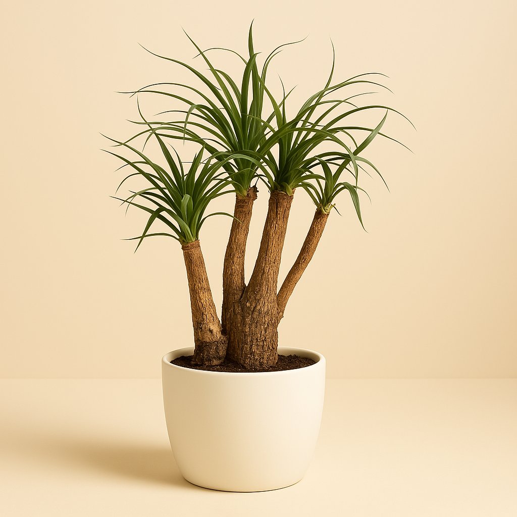 Beaucarnea Nolina - 75cm in einem modernen Studio mit modernem Topf