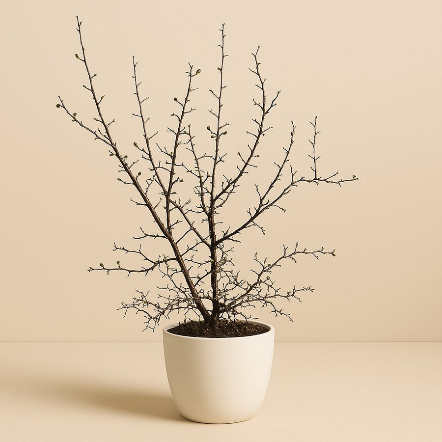 Corokia Cotoneaster - 40cm in einem modernen Studio mit modernem Topf