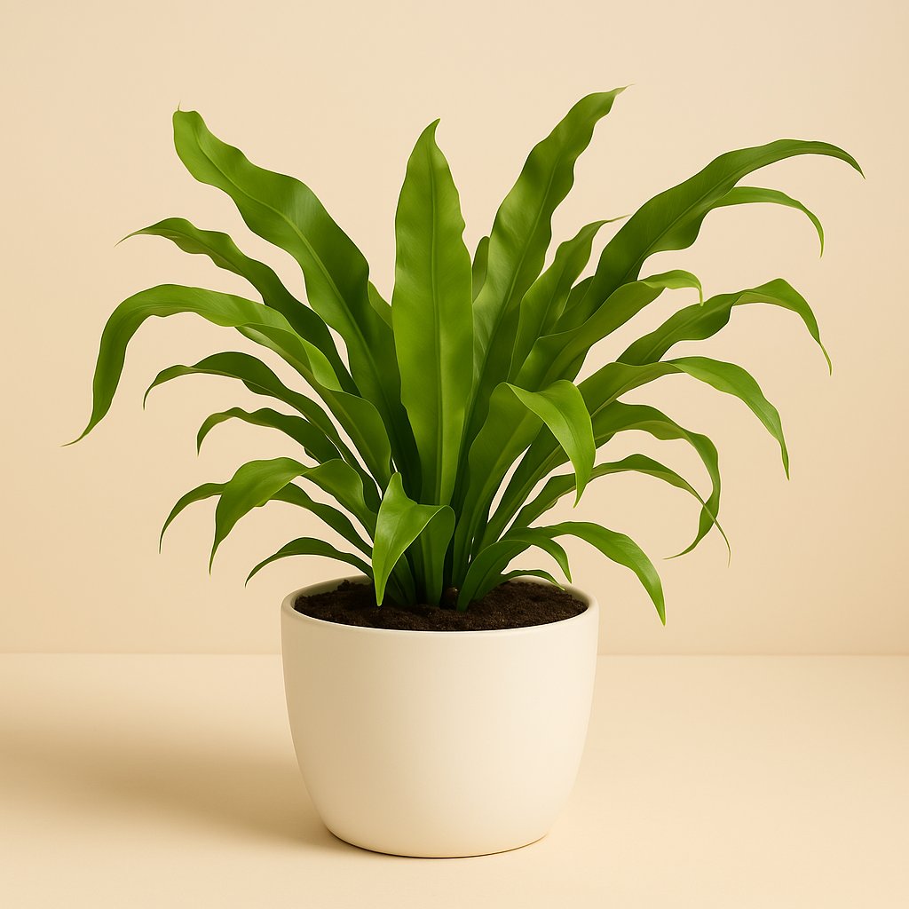 Asplenium Antiquum - 40cm in einem modernen Studio mit modernem Topf