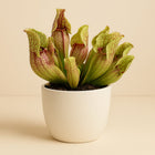 Sarracenia Purpurea - 20cm in einem modernen Studio mit modernem Topf