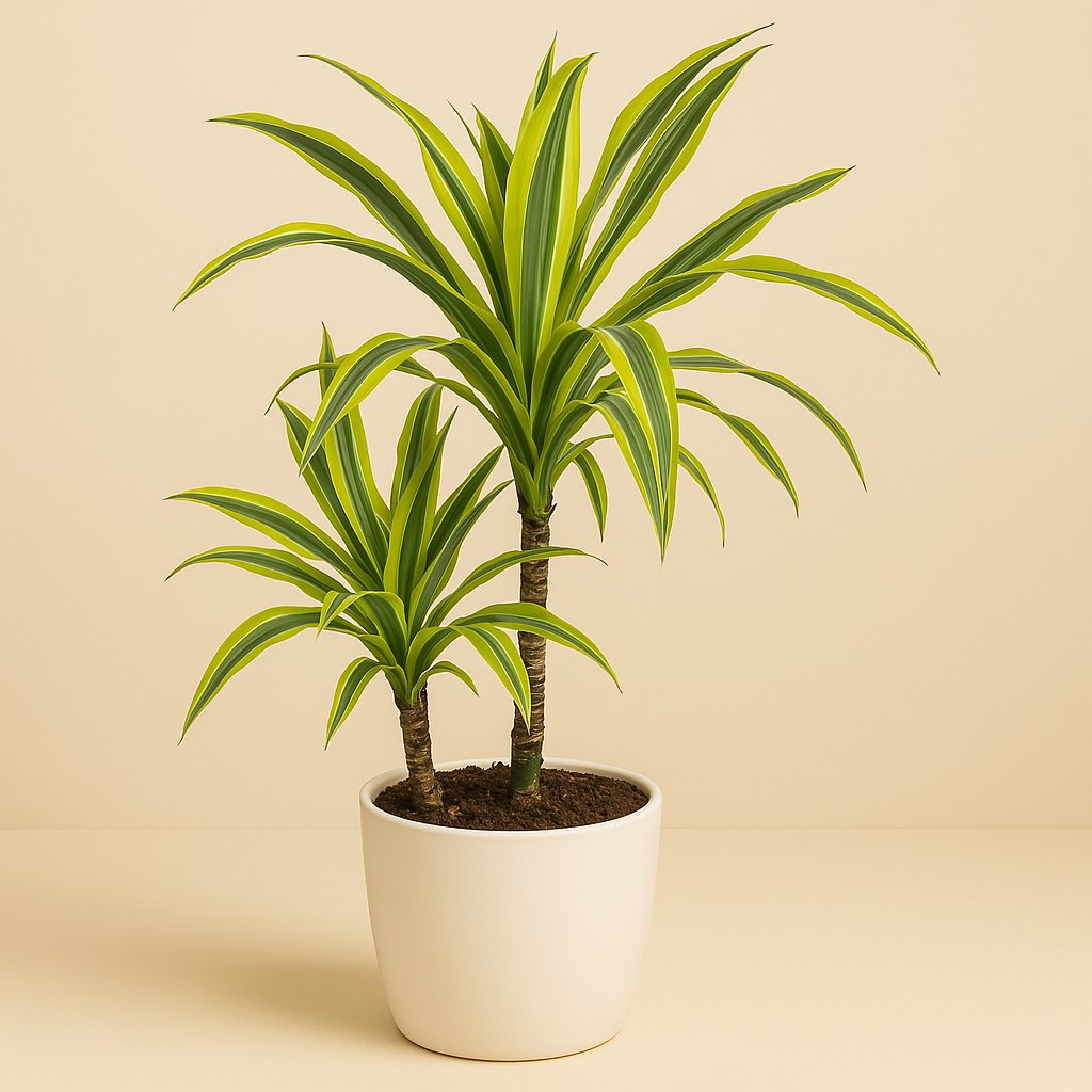 Dracaena Lemon Lime - 60cm in einem modernen Studio mit modernem Topf