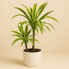 Dracaena Lemon Lime - 60cm in einem modernen Studio mit modernem Topf