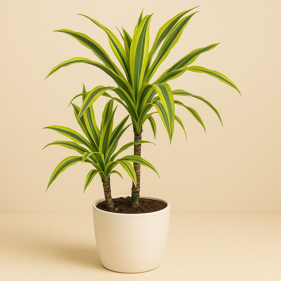 Dracaena Lemon Lime - 60cm in einem modernen Studio mit modernem Topf
