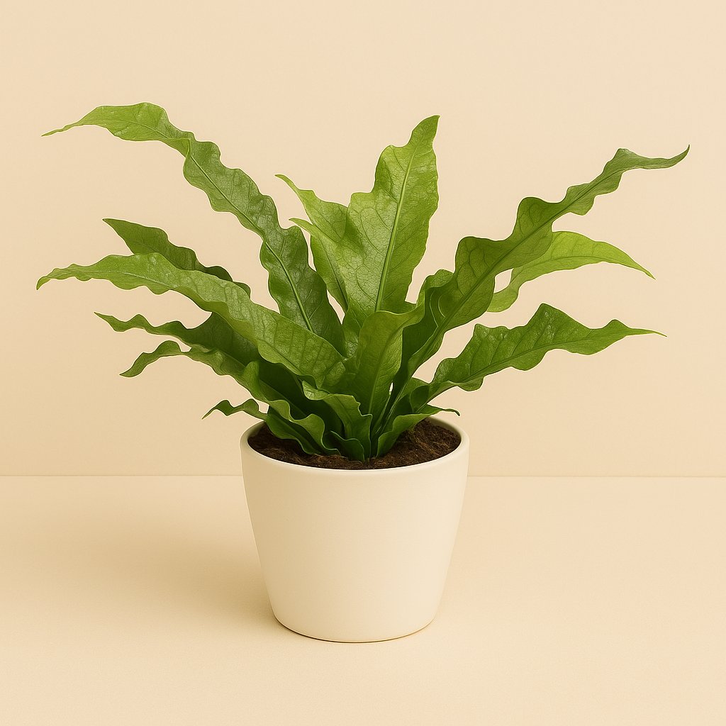 Microsorum Crocodyllus - 45cm in einem modernen Studio mit modernem Topf