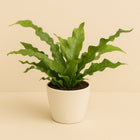 Microsorum Crocodyllus - 45cm in einem modernen Studio mit modernem Topf