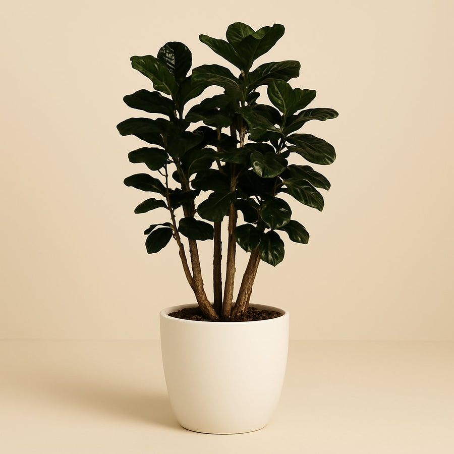 Polyscias Fabian - 130cm in einem modernen Studio mit modernem Topf