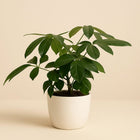 Schefflera Actinophylla - 80cm in einem modernen Studio mit modernem Topf