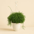 Rhipsalis Cassutha - 45cm in einem modernen Studio mit modernem Topf