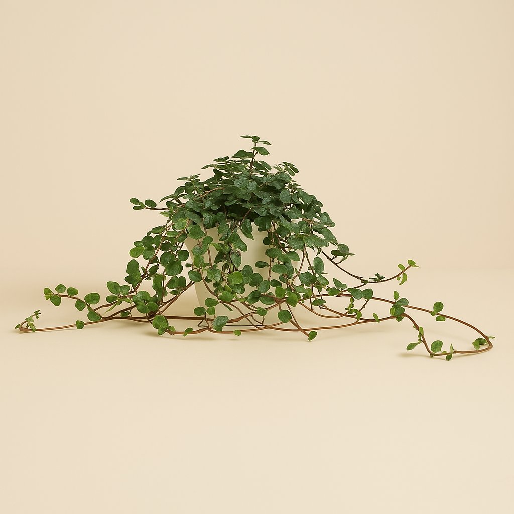 Pilea Glaucophylla - 15cm in einem modernen Studio mit modernem Topf