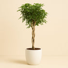 Schefflera Arb. Gold Capella - 130cm in einem modernen Studio mit modernem Topf