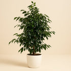 Ficus Benjamina Midnight Lady - 140cm in einem modernen Studio mit modernem Topf