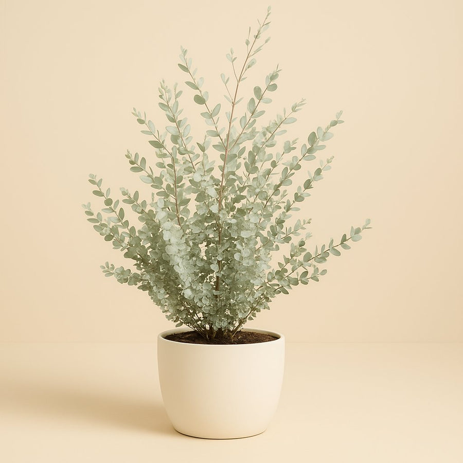 Eucalyptus Gunni - 75cm in einem modernen Studio mit modernem Topf