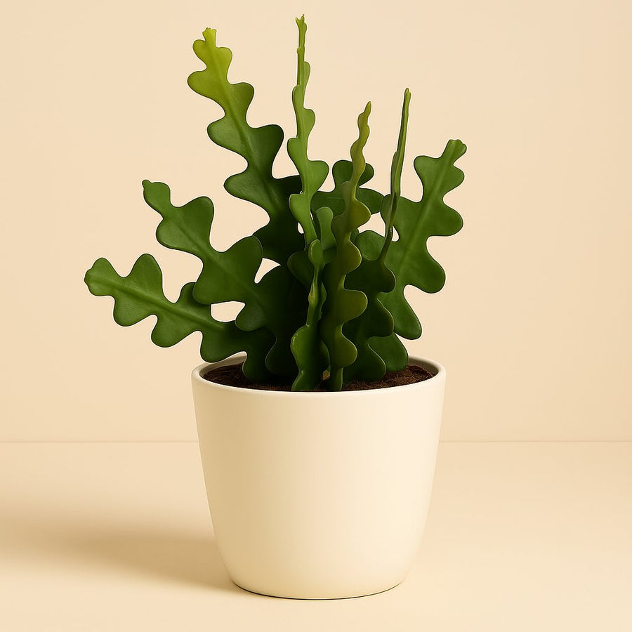 Epiphyllum Anguliger - 30cm in einem modernen Studio mit modernem Topf