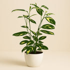 Ctentanthe Lubbersiana - 80cm in einem modernen Studio mit modernem Topf