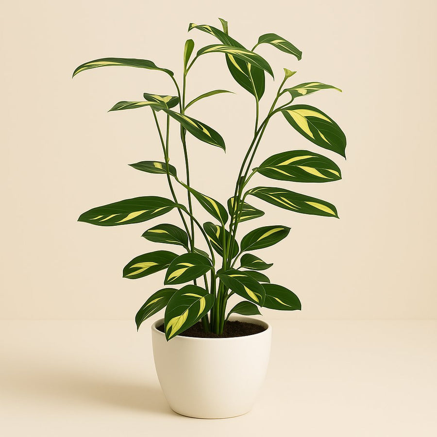 Ctentanthe Lubbersiana - 80cm in einem modernen Studio mit modernem Topf