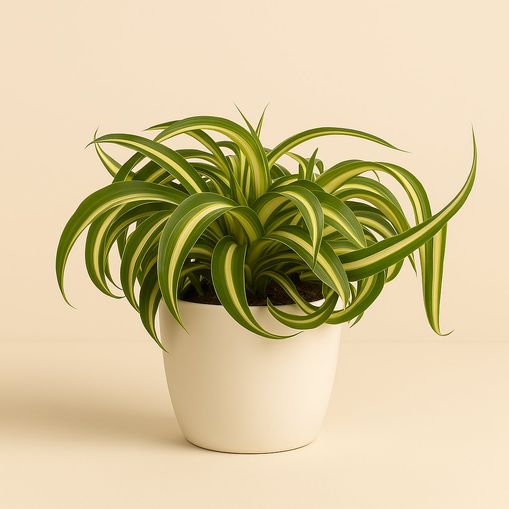 Chlorophytum Bonnie - 20cm in einem modernen Studio mit modernem Topf