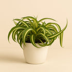 Chlorophytum Bonnie - 20cm in einem modernen Studio mit modernem Topf