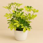 Schefflera Melanie - 35cm in einem modernen Studio mit modernem Topf