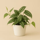 Piper Sylcaticum - 40cm in einem modernen Studio mit modernem Topf