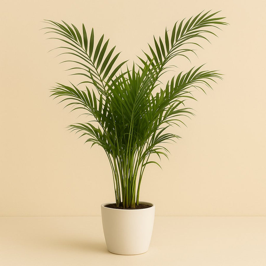 Dypsis Lutescens - 160cm in einem modernen Studio mit modernem Topf