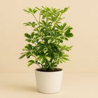 Schefflera Charlotte - 55cm in einem modernen Studio mit modernem Topf