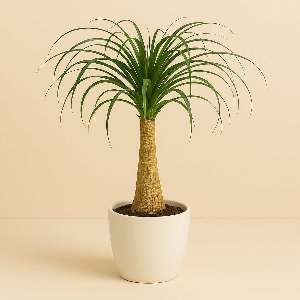 Beaucarnea Nolina - 95cm in einem modernen Studio mit modernem Topf