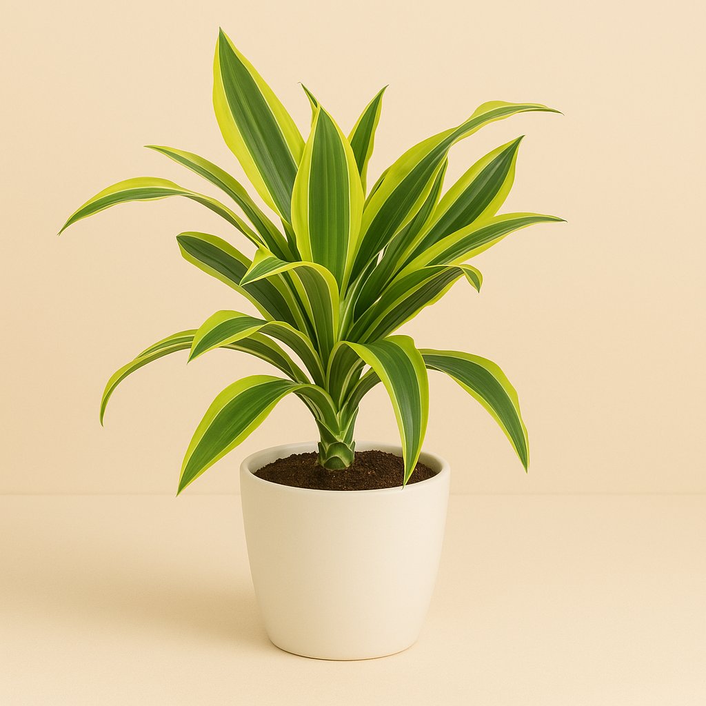 Dracaena Lemon Lime - 55cm in einem modernen Studio mit modernem Topf
