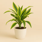 Dracaena Lemon Lime - 55cm in einem modernen Studio mit modernem Topf