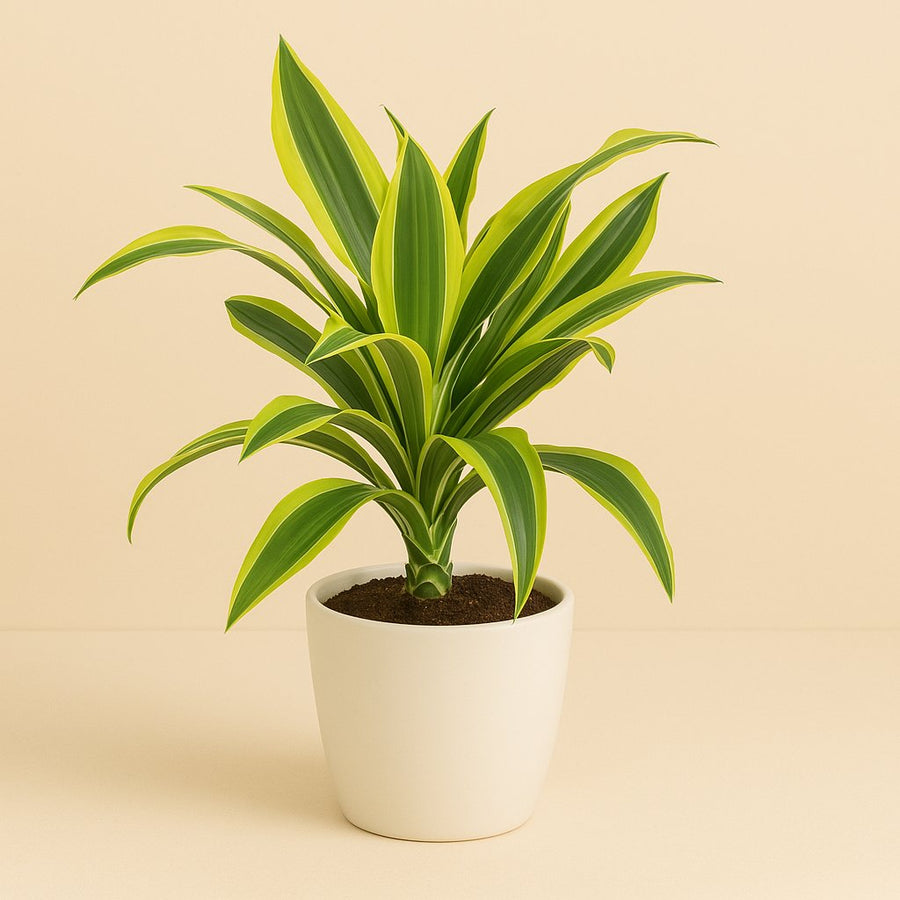 Dracaena Lemon Lime - 55cm in einem modernen Studio mit modernem Topf