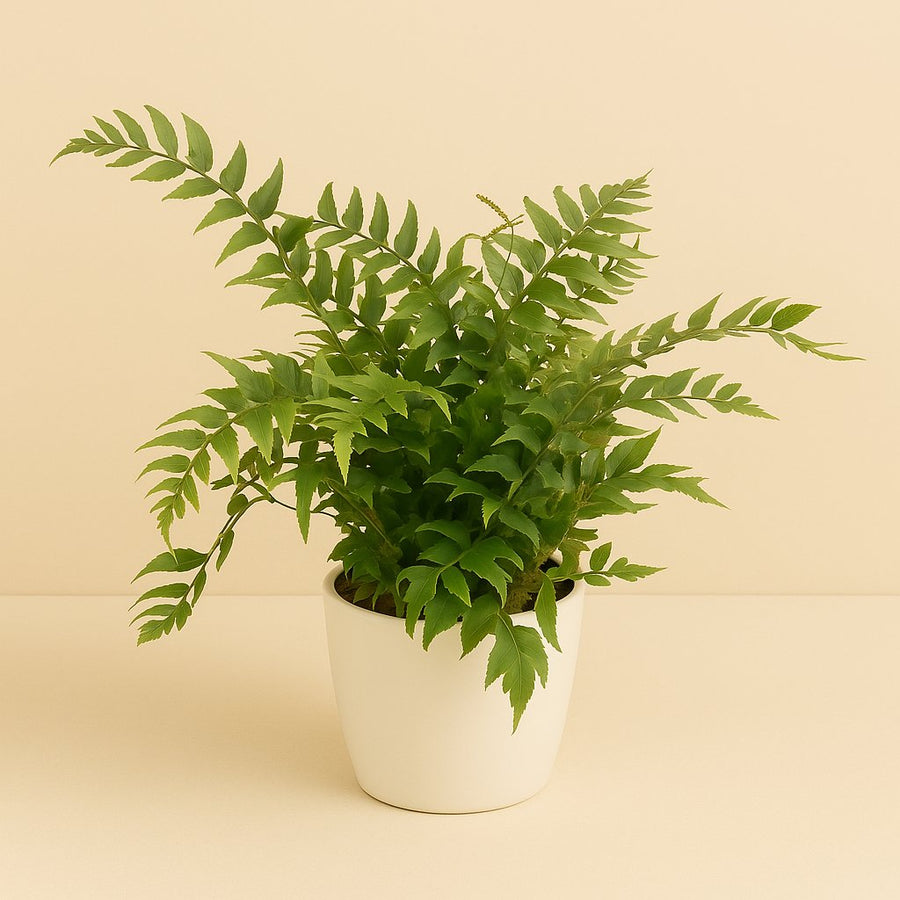 Cyrtomium Fortunei Clivicola - 45cm in einem modernen Studio mit modernem Topf