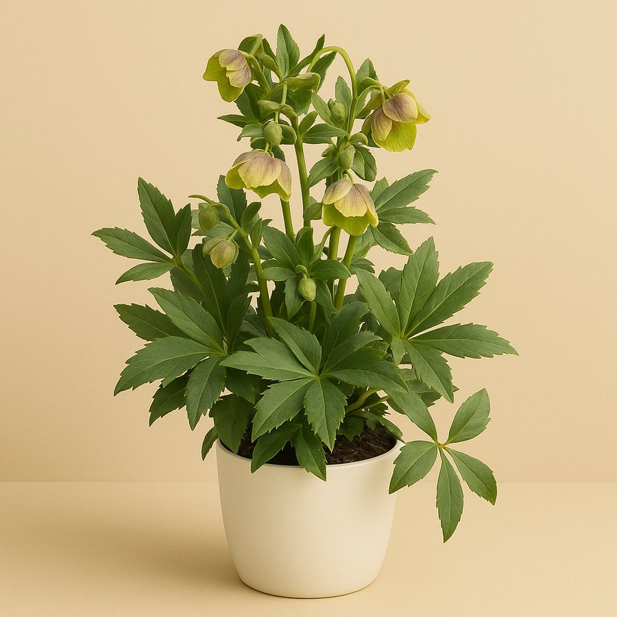 Helleborus Winterbells - 45cm in einem modernen Studio mit modernem Topf