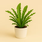 Asplenium Campio - 30cm in einem modernen Studio mit modernem Topf