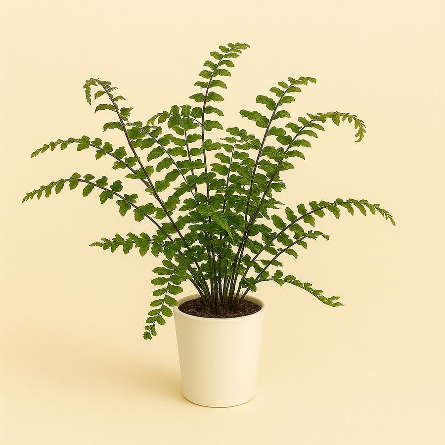 Didymochlaena Truncatula - 35cm in einem modernen Studio mit modernem Topf