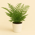 Pteris Straminea - 35cm in einem modernen Studio mit modernem Topf