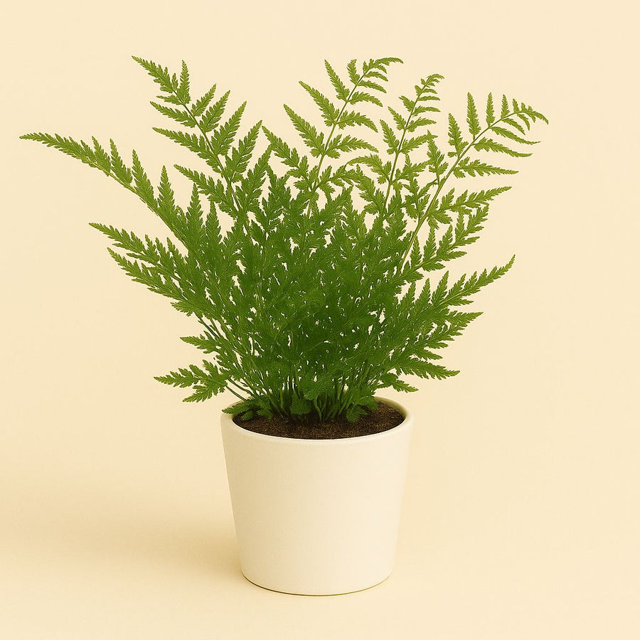 Pteris Straminea - 35cm in einem modernen Studio mit modernem Topf