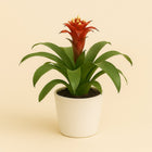 Guzmania Matilda - 35cm in einem modernen Studio mit modernem Topf