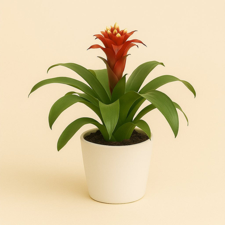 Guzmania Matilda - 35cm in einem modernen Studio mit modernem Topf