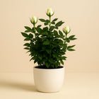 Rosa Jewel Patio White - 30cm in einem modernen Studio mit modernem Topf