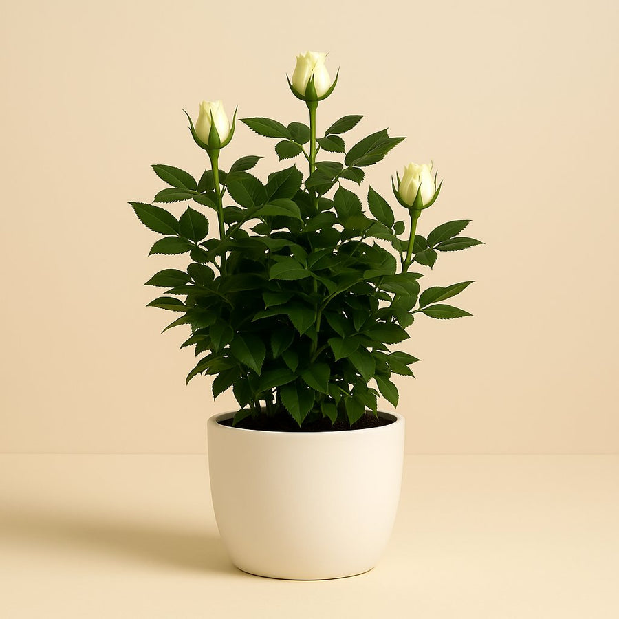 Rosa Jewel Patio White - 30cm in einem modernen Studio mit modernem Topf