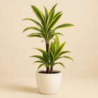 Dracaena Lemon Lime - 90cm in einem modernen Studio mit modernem Topf