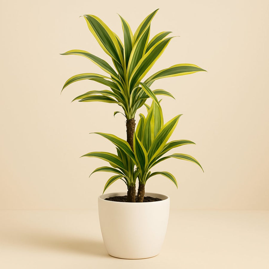 Dracaena Lemon Lime - 90cm in einem modernen Studio mit modernem Topf