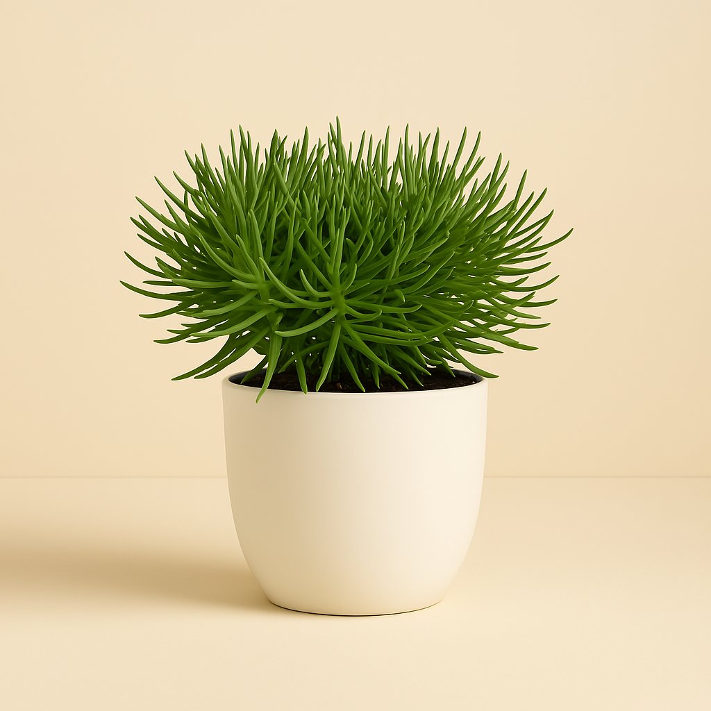 Senecio Himalaya - 20cm in einem modernen Studio mit modernem Topf