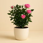 Rosa Jewel Patio Sparkling - 30cm in einem modernen Studio mit modernem Topf