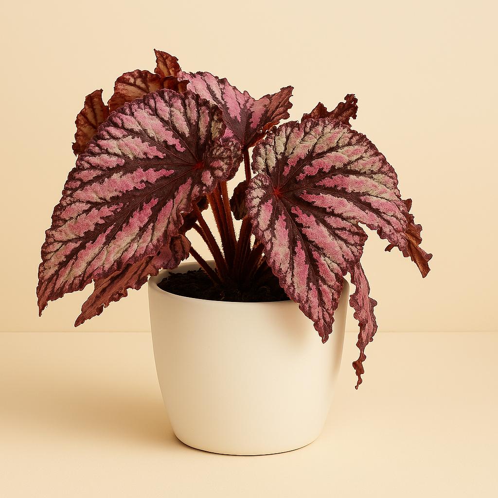 Begonia Rex Merenque - 25cm in einem modernen Studio mit modernem Topf