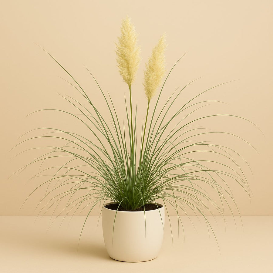 Cortaderia Pampas - 65cm in einem modernen Studio mit modernem Topf