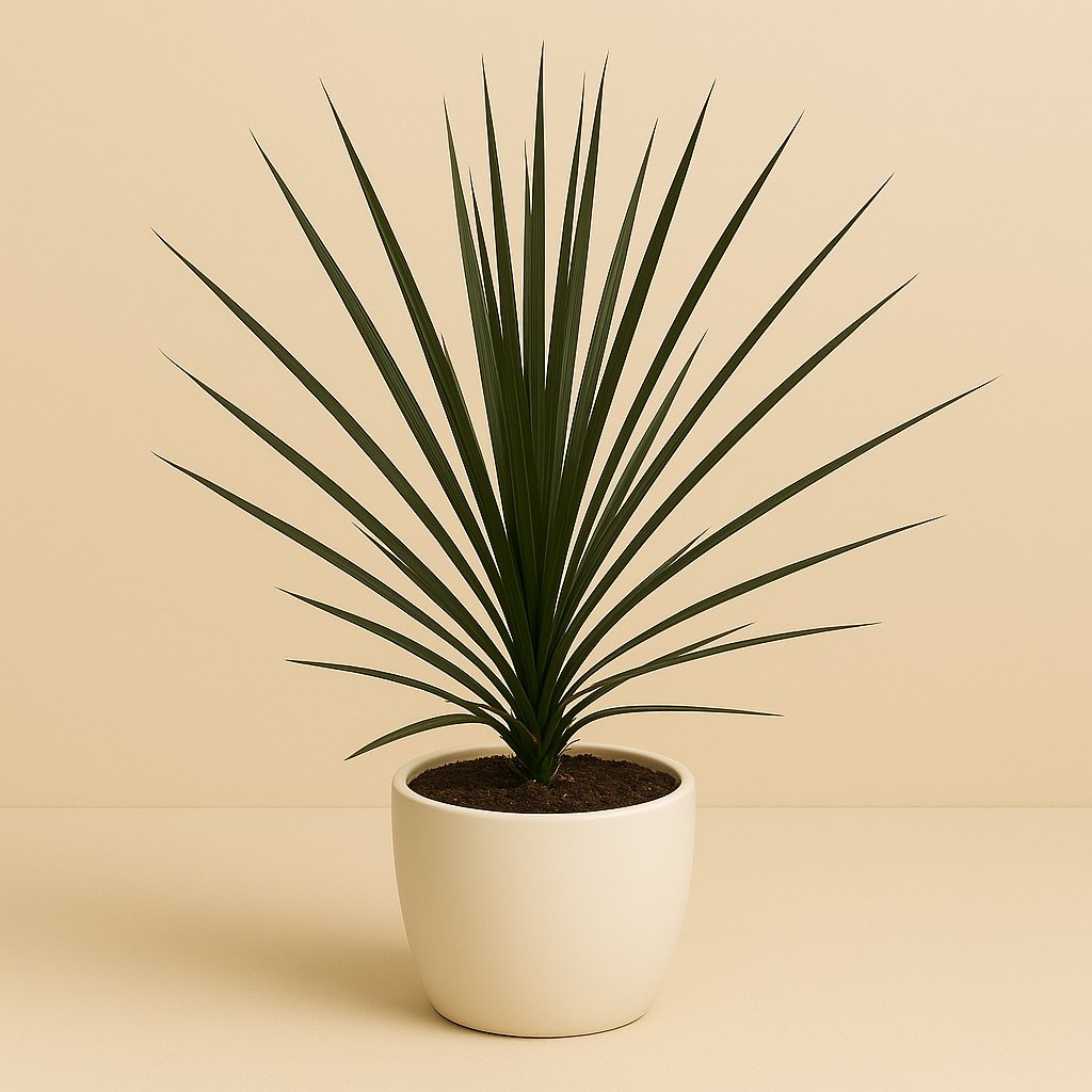 Cordyline Indivisa Peko - 60cm in einem modernen Studio mit modernem Topf
