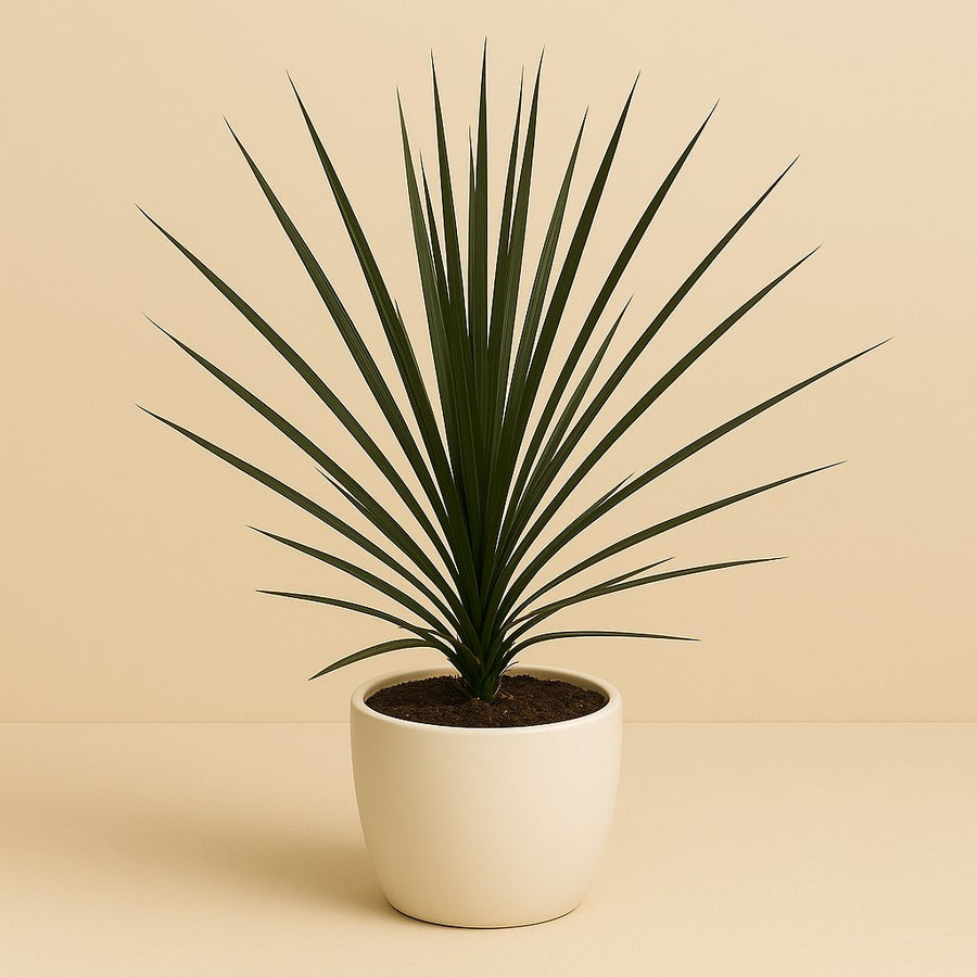 Cordyline Indivisa Peko - 60cm in einem modernen Studio mit modernem Topf