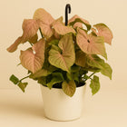 Syngonium Red Heart - 35cm in einem modernen Studio mit modernem Topf